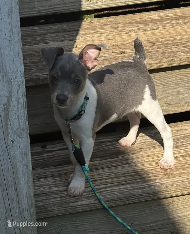 Blue male  – Rat Terrier puppy for sale in Middlesex, NC