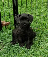 Lillie, a female Miniature Schnauzer for sale in Middlesex, NC – Photo 3 of 4