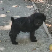 Lillie, a female Miniature Schnauzer for sale in Middlesex, NC – Photo 4 of 4