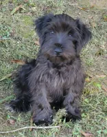 Lillie, a female Miniature Schnauzer for sale in Middlesex, NC – Photo 1 of 4