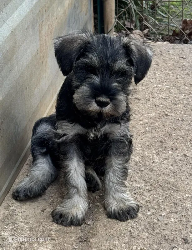 Vera's male 2 – Miniature Schnauzer puppy for sale in Middlesex, NC