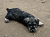 Vera's male 2, a male Miniature Schnauzer for sale in Middlesex, NC – Photo 2 of 4