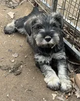 Vera's male 2, a male Miniature Schnauzer for sale in Middlesex, NC – Photo 4 of 4