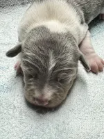 Blue male , a male Rat Terrier for sale in Middlesex, NC – 2 of 6