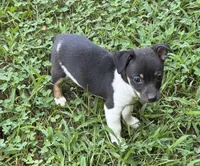 Izzy’s male , a male Rat Terrier for sale in Middlesex, NC – 2 of 4
