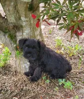 Vegas, a male Miniature Schnauzer for sale in Middlesex, NC – Photo 2 of 2