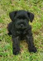 Vegas, a male Miniature Schnauzer for sale in Middlesex, NC – Photo 1 of 2