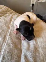 Jazzy female, a female Rat Terrier for sale in Middlesex, NC – Photo 1 of 3