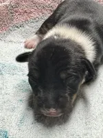 Black male , a male Rat Terrier for sale in Middlesex, NC – 3 of 6