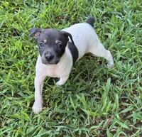 Flos male 2, a male Rat Terrier for sale in Middlesex, NC – 4 of 4