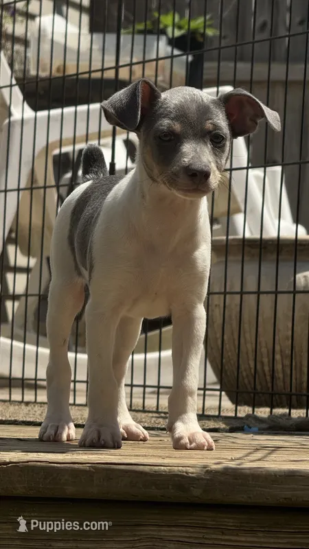 Blue male  – Rat Terrier puppy for sale in Middlesex, NC