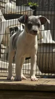Blue male , a male Rat Terrier for sale in Middlesex, NC – 2 of 9