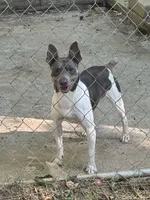 Black male , a male Rat Terrier for sale in Middlesex, NC – 4 of 6