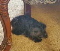 Lillie, a female Miniature Schnauzer for sale in Middlesex, NC – Photo 3 of 3