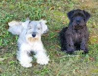 Lillie, a female Miniature Schnauzer for sale in Middlesex, NC – Photo 2 of 3