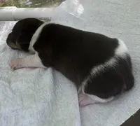 Izzy female 1, a female Rat Terrier for sale in Middlesex, NC – 4 of 5