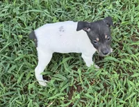 Flos male 2, a male Rat Terrier for sale in Middlesex, NC – 2 of 4
