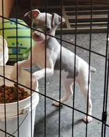 Poppy blue, a female Rat Terrier for sale in Middlesex, NC – Photo 2 of 4