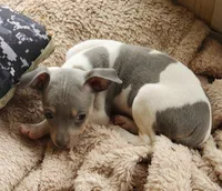 Poppy blue, a female Rat Terrier for sale in Middlesex, NC – Photo 3 of 4