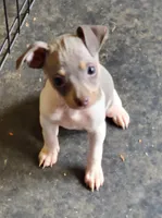 Poppy blue, a female Rat Terrier for sale in Middlesex, NC – Photo 1 of 4