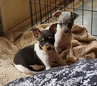 Poppy blue, a female Rat Terrier for sale in Middlesex, NC – Photo 4 of 4