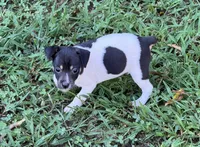 Flos male 4, a male Rat Terrier for sale in Middlesex, NC – 2 of 4