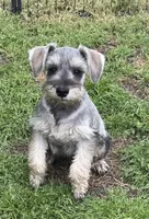 Luna’s male, a male Miniature Schnauzer for sale in Middlesex, NC – Photo 1 of 3