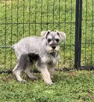 Luna’s male, a male Miniature Schnauzer for sale in Middlesex, NC – Photo 3 of 3
