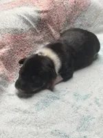 Black male , a male Rat Terrier for sale in Middlesex, NC – 2 of 6