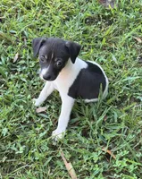 Flos male 1, a male Rat Terrier for sale in Middlesex, NC – 3 of 4