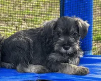 Vera’s female , a male Miniature Schnauzer for sale in Middlesex, NC – Photo 1 of 2