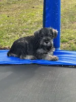 Vera’s female , a male Miniature Schnauzer for sale in Middlesex, NC – Photo 2 of 2