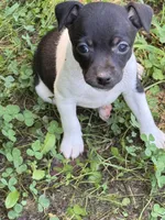 Izzy’s female 2, a female Rat Terrier for sale in Middlesex, NC – 2 of 3
