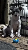 Blue male , a male Rat Terrier for sale in Middlesex, NC – 3 of 9