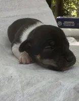 Izzy female 1, a female Rat Terrier for sale in Middlesex, NC – 2 of 5