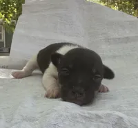 Izzy female 1, a female Rat Terrier for sale in Middlesex, NC – 3 of 5