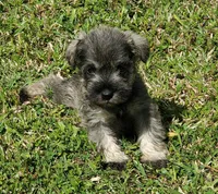 CC's Female#2, a female Miniature Schnauzer for sale in Middlesex, NC – Photo 1 of 5