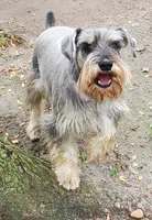 CC's Female#2, a female Miniature Schnauzer for sale in Middlesex, NC – Photo 5 of 5