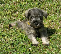 CC's Female#2, a female Miniature Schnauzer for sale in Middlesex, NC – Photo 2 of 5