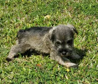 CC's Female#2, a female Miniature Schnauzer for sale in Middlesex, NC – Photo 3 of 5
