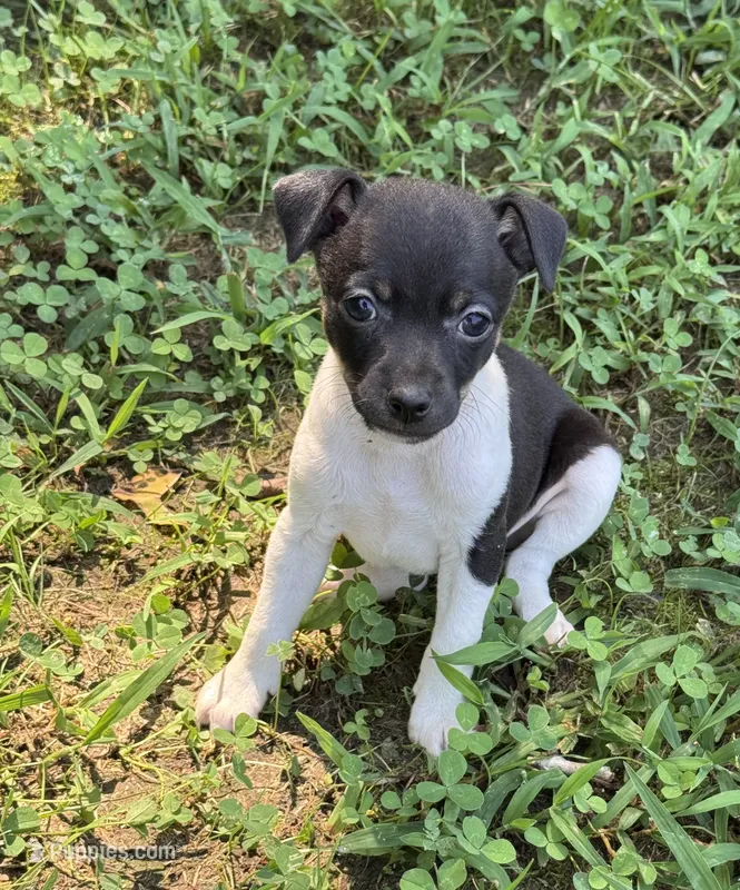Izzy’s female 2 – Rat Terrier puppy for sale in Middlesex, NC