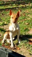 Trooper, a male Rat Terrier for sale in Middlesex, NC – Photo 6 of 8