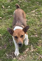 Trooper, a male Rat Terrier for sale in Middlesex, NC – Photo 5 of 8