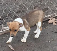 Trooper, a male Rat Terrier for sale in Middlesex, NC – Photo 3 of 8