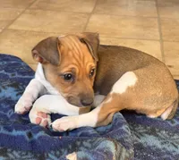 Trooper, a male Rat Terrier for sale in Middlesex, NC – Photo 4 of 8