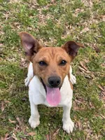 Trooper, a male Rat Terrier for sale in Middlesex, NC – Photo 8 of 8
