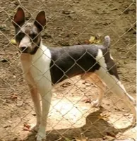 Trooper, a male Rat Terrier for sale in Middlesex, NC – Photo 7 of 8