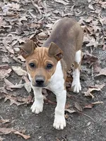 Trooper, a male Rat Terrier for sale in Middlesex, NC – Photo 2 of 8