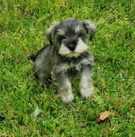 wins female#2, a female Miniature Schnauzer for sale in Middlesex, NC – Photo 2 of 6