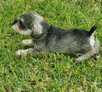 wins female#2, a female Miniature Schnauzer for sale in Middlesex, NC – Photo 3 of 6